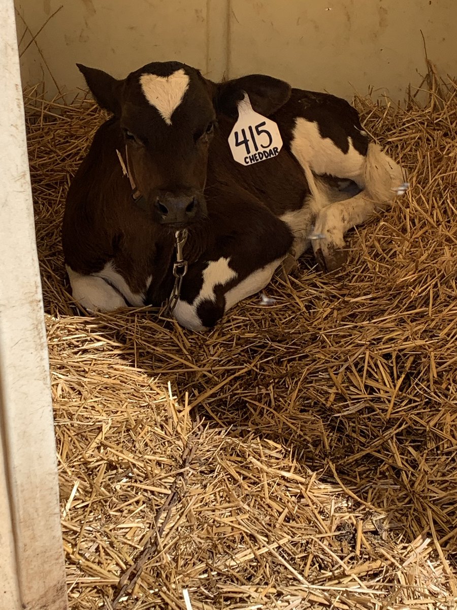 brewerkhm's tweet photo. @HeardMixon PreK students had a great time visiting Big Sandy Creek Dairy in Madison.We learned about dairy farms, got a pumpkin, took a hayride to feed the cows, and we got to see our adopt a cow program calf, Cheddar! We had a GREAT time! #hmesgoodtogreat #onenewton https://t.co/X4fnAVGZy0