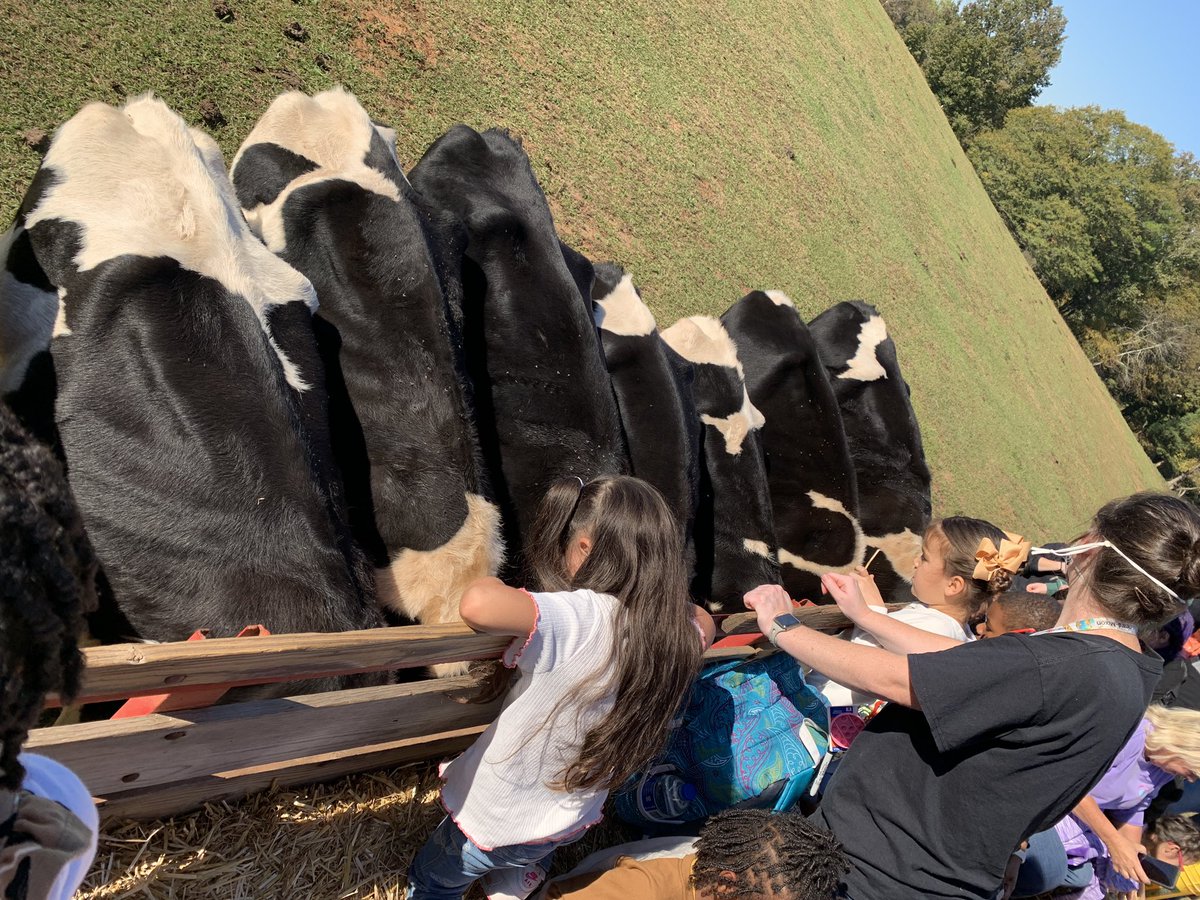 brewerkhm's tweet photo. @HeardMixon PreK students had a great time visiting Big Sandy Creek Dairy in Madison.We learned about dairy farms, got a pumpkin, took a hayride to feed the cows, and we got to see our adopt a cow program calf, Cheddar! We had a GREAT time! #hmesgoodtogreat #onenewton https://t.co/X4fnAVGZy0