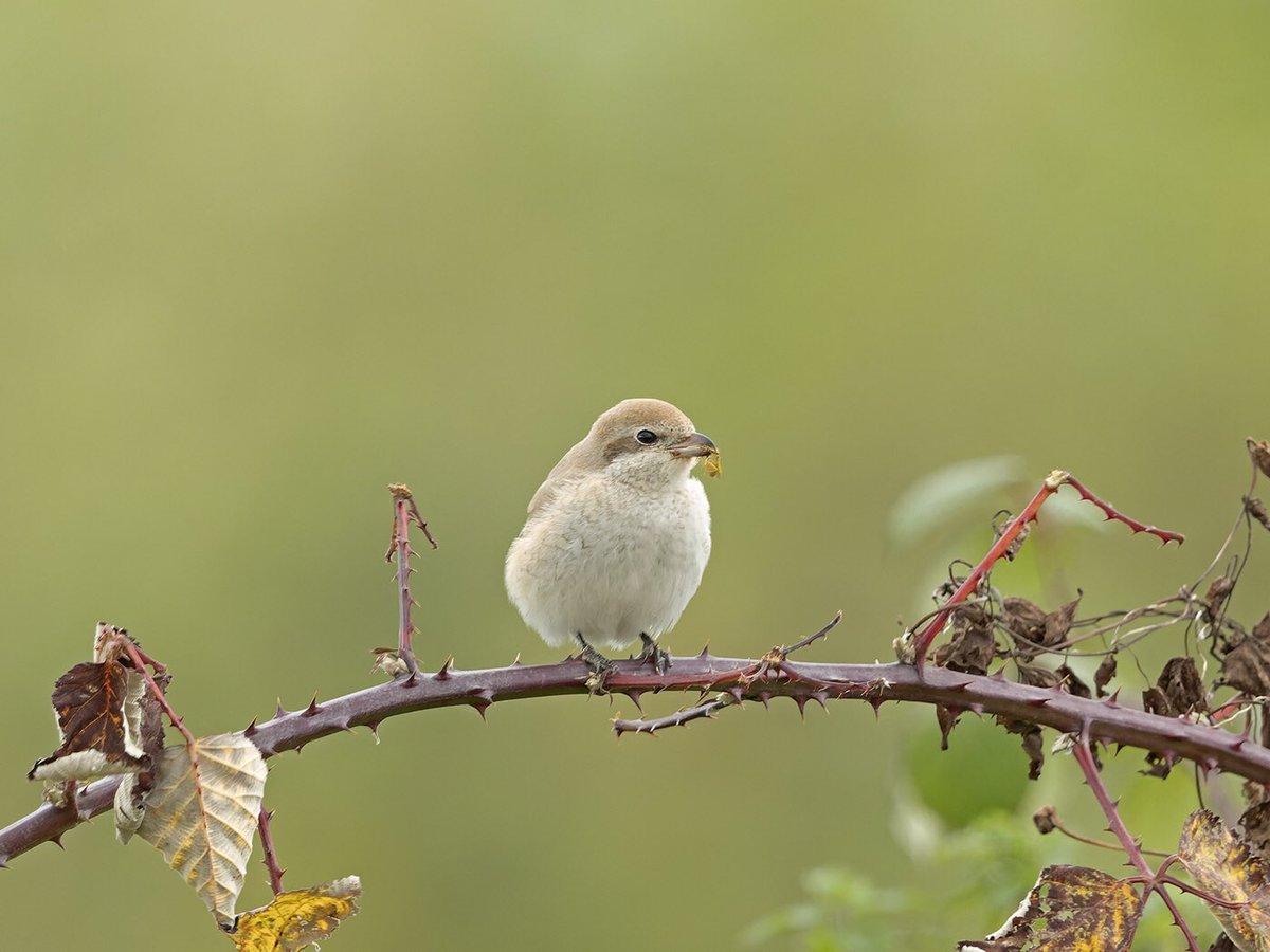 Brian Chard (@brianchard4) on Twitter photo A few images of Isabelline Shrike sp. from Gillingham yesterday, great it’s stayed around for lots of birders to see it. <a href="/DorsetBirdClub/">Dorset Bird Club</a> <a href="/NatureofDorset/">Nature of Dorset</a> A few images of Isabelline Shrike sp. from Gillingham yesterday, great it’s stayed around for lots of birders to see it. <a href="/DorsetBirdClub/">Dorset Bird Club</a> <a href="/NatureofDorset/">Nature of Dorset</a>