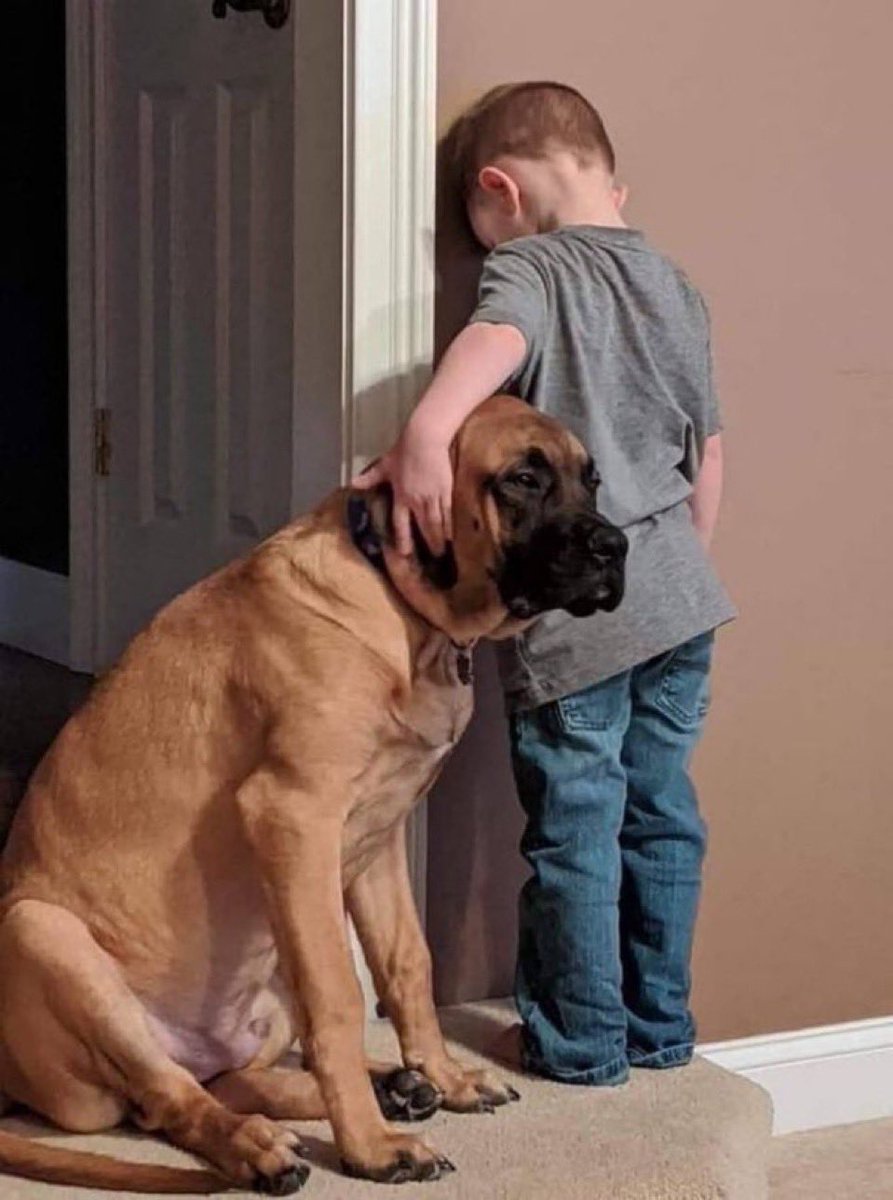 buitengebieden's tweet photo. When you’re in time-out but your best buddy won’t let you do time alone.. https://t.co/TtGgEqoDKB