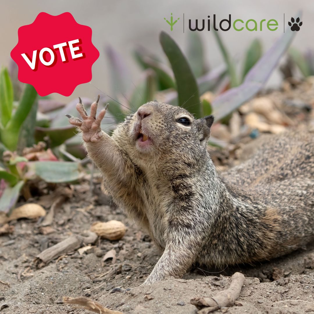 WildCare tweet media
