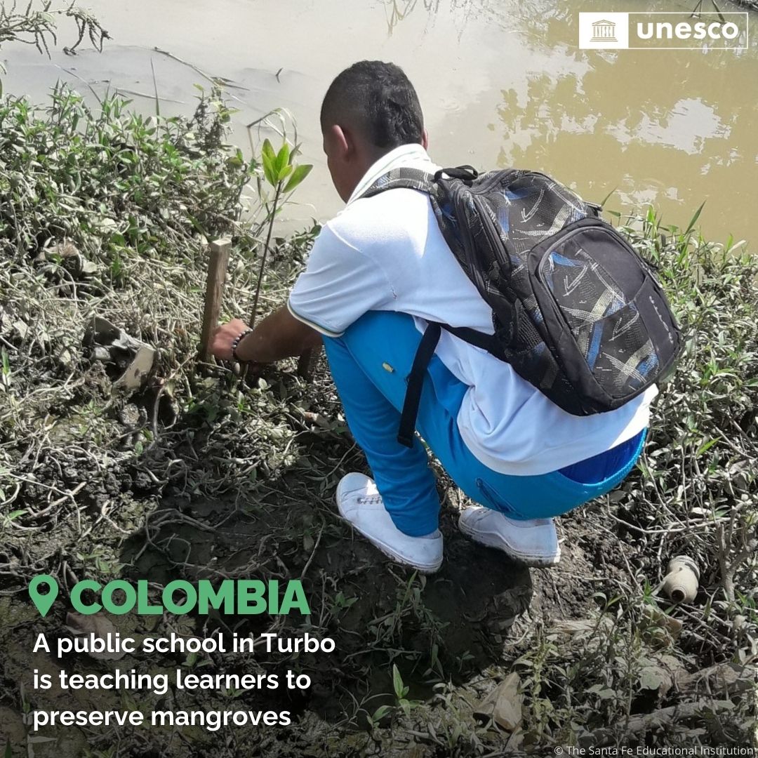 Mangroves play a vital role in climate mitigation through carbon capture.

Read about how students, teachers and parents in Turbo, Colombia are preserving this crucial ecosystem through field trips and community efforts 👉 unes.co/hg5tg1 #GreeningEducation #COP16