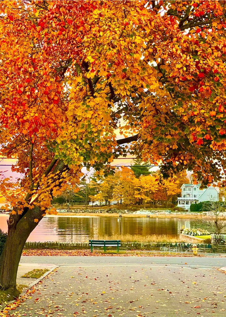 There is something ethereal about the time Autumn is almost gone. Perhaps it is in the shift of the wind or perhaps it is in the delicate changes that we see on trees. Whatever it is, it does wonder to our senses and poetic tendencies. ~Belle #riseandshineon7 #autumn