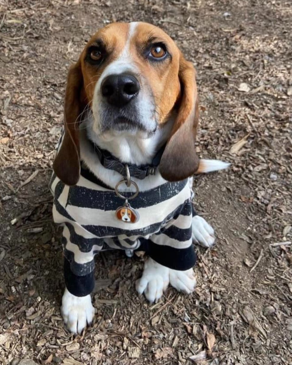 beaglefreedom's tweet image. 🧡  Our BFP Alumni and Freedom Fields pups are getting ready for Halloween! 🧡 

Everypawdy was rewarded with lots of treats for being good sports. Part 2 coming soon! 👻

 #beaglefreedom #bfp #beaglefreedomproject