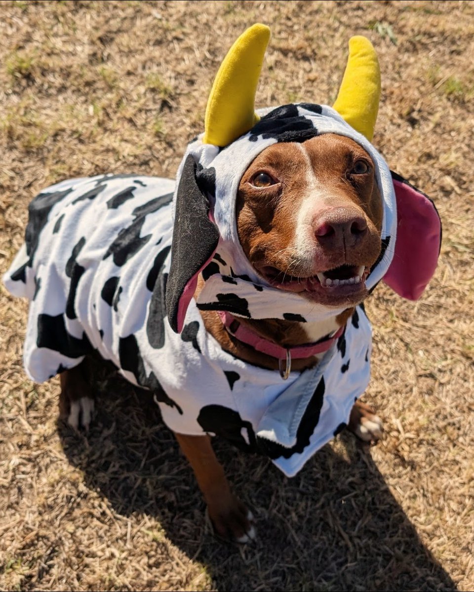 beaglefreedom's tweet image. 🧡  Our BFP Alumni and Freedom Fields pups are getting ready for Halloween! 🧡 

Everypawdy was rewarded with lots of treats for being good sports. Part 2 coming soon! 👻

 #beaglefreedom #bfp #beaglefreedomproject