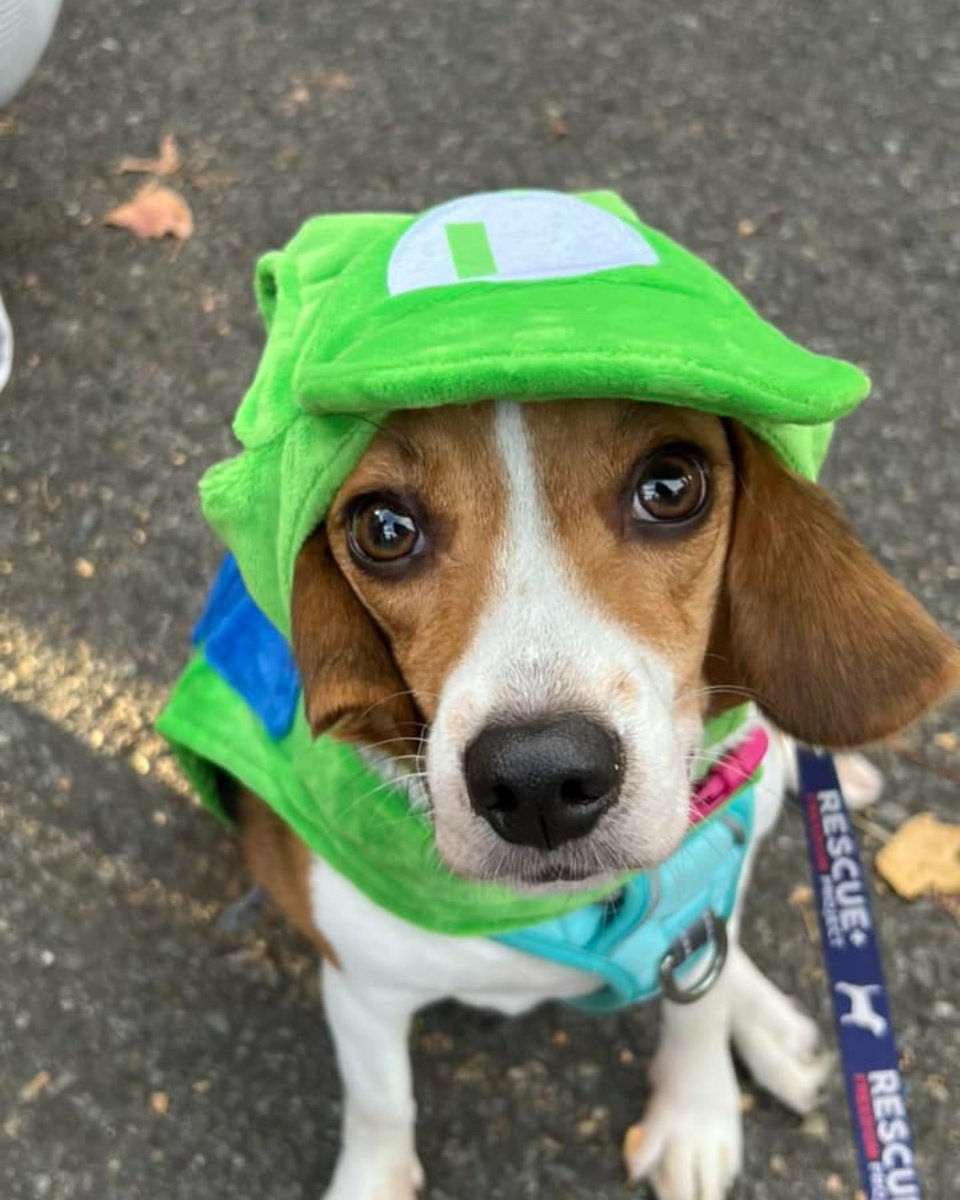beaglefreedom's tweet image. 🧡  Our BFP Alumni and Freedom Fields pups are getting ready for Halloween! 🧡 

Everypawdy was rewarded with lots of treats for being good sports. Part 2 coming soon! 👻

 #beaglefreedom #bfp #beaglefreedomproject