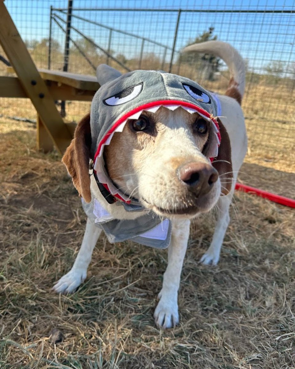 beaglefreedom's tweet image. 🧡  Our BFP Alumni and Freedom Fields pups are getting ready for Halloween! 🧡 

Everypawdy was rewarded with lots of treats for being good sports. Part 2 coming soon! 👻

 #beaglefreedom #bfp #beaglefreedomproject