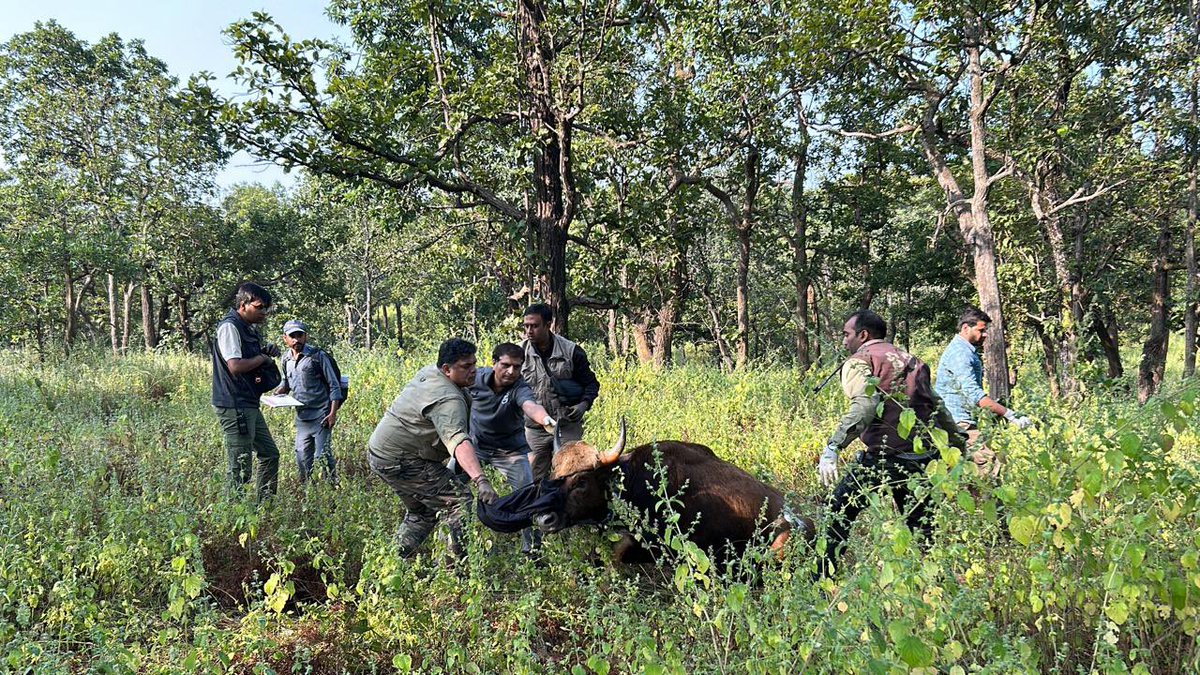 wii_india's tweet photo. Great day for conservation! Thrilled to share that #WII and #MPFD successfully collared five  Gaur today in  Sanjay TR. A pioneering effort of walking the #Gaur in a partially immobilized state was made and marks the first-ever attempt at Walking the wild bovid in the country. Thanks to the team of officials and frontline staff of @Sanjay_TigerR, @BandhavgarhTig2, #SWFH, @WCT_India and #Wildlifepharmaceuticas, SA for support.
@vrtiwari1, @moefcc, @ntca_india, @eventoed, @wildwithwolves, @sudhirktr, @asengar0687, @swfh_india_official, @paragnigam09, @raathcobus, @Sanjay_TigerR, @krishna.moorthy.ifs