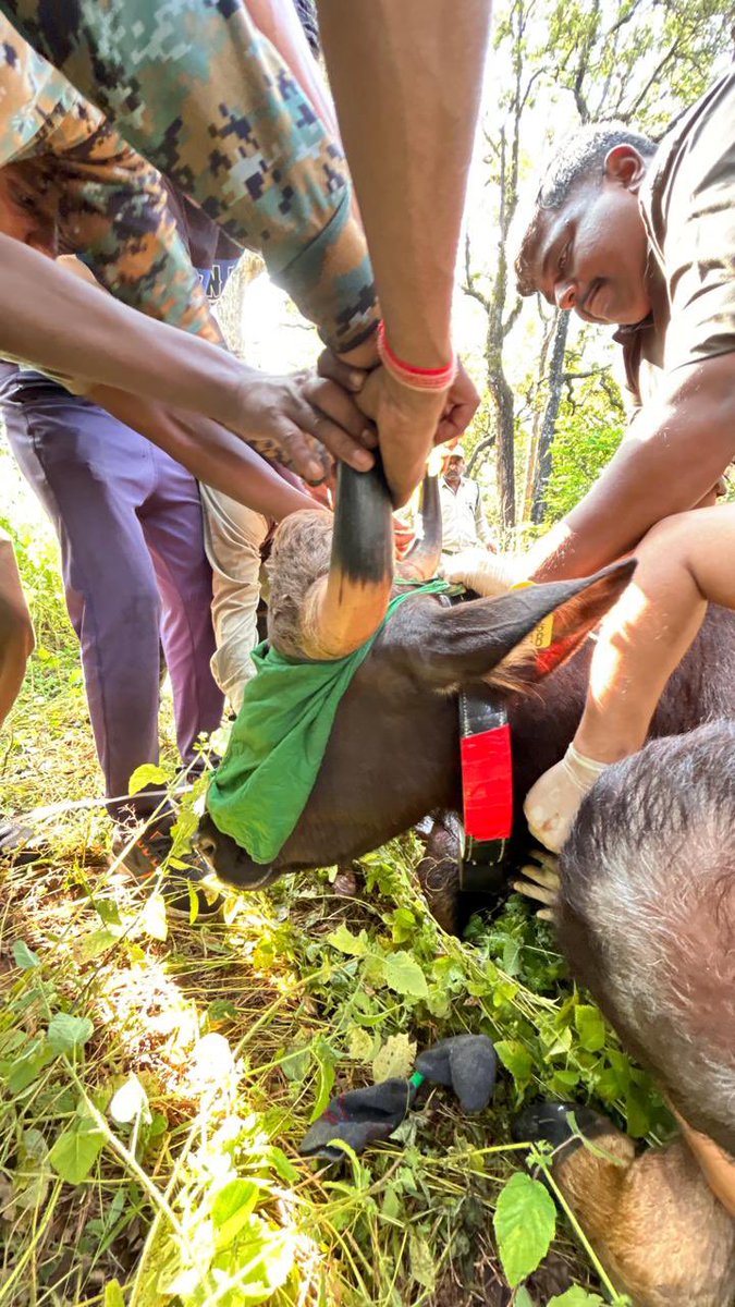 Great day for conservation! Thrilled to share that #WII and #MPFD successfully collared five  Gaur today in  Sanjay TR. A pioneering effort of walking the #Gaur in a partially immobilized state was made and marks the first-ever attempt at Walking the wild bovid in the country.