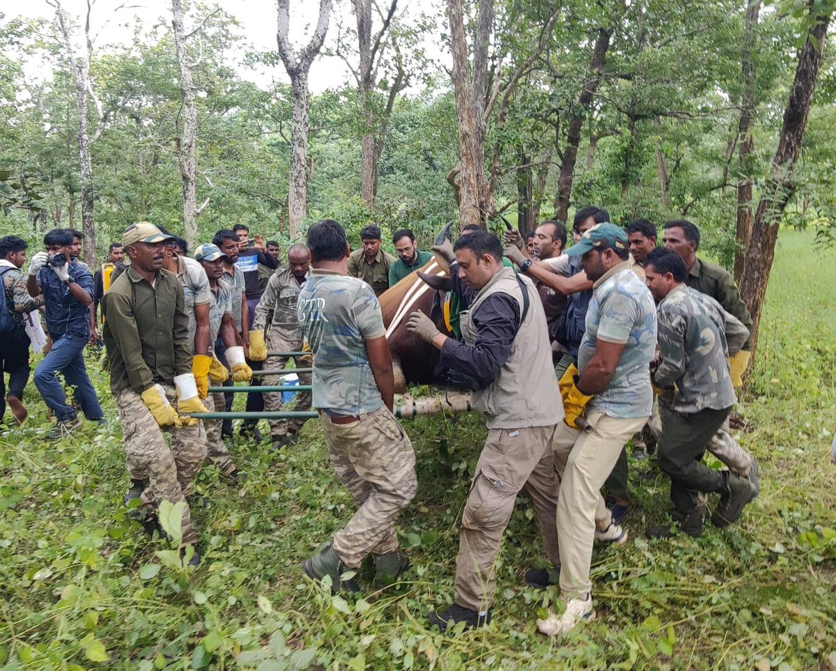 wii_india's tweet photo. Great day for conservation! Thrilled to share that #WII and #MPFD successfully collared five  Gaur today in  Sanjay TR. A pioneering effort of walking the #Gaur in a partially immobilized state was made and marks the first-ever attempt at Walking the wild bovid in the country. Thanks to the team of officials and frontline staff of @Sanjay_TigerR, @BandhavgarhTig2, #SWFH, @WCT_India and #Wildlifepharmaceuticas, SA for support.
@vrtiwari1, @moefcc, @ntca_india, @eventoed, @wildwithwolves, @sudhirktr, @asengar0687, @swfh_india_official, @paragnigam09, @raathcobus, @Sanjay_TigerR, @krishna.moorthy.ifs