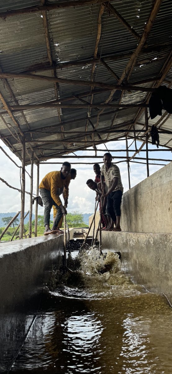 AddisExporter's tweet image. The harvest is in full swing, and our dedicated teams at ATOMA and TELILA are working tirelessly. In Gera, cherry prices have skyrocketed, doubling compared to last year. As always, we remain steadfast in our commitment to quality, transparency, and traceability.