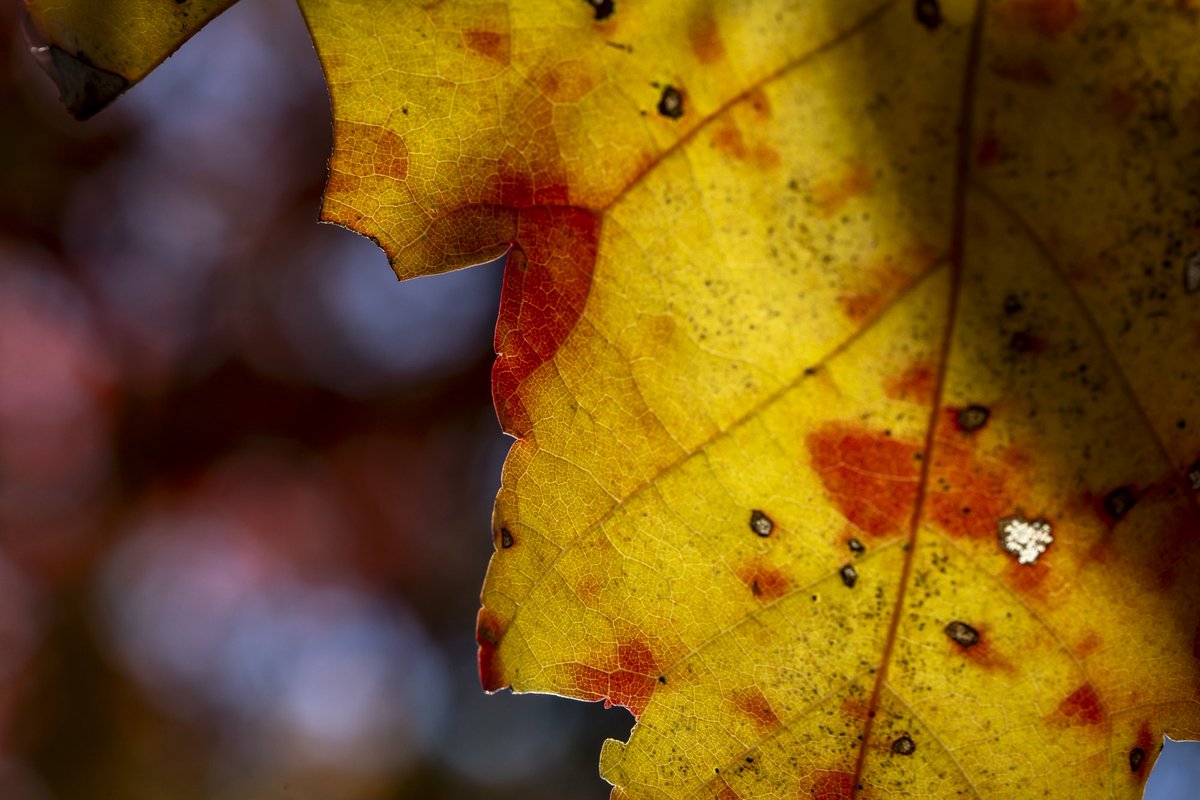 ryanhermens's tweet photo. Kentucky. 

@heraldleader https://t.co/WcKwbuEUcr