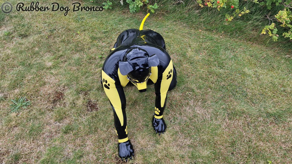 RubberDogBronco's tweet photo. Extra with a lot of shine for my owner @DaddyKarl1973. https://t.co/Bb5xYz9KAb