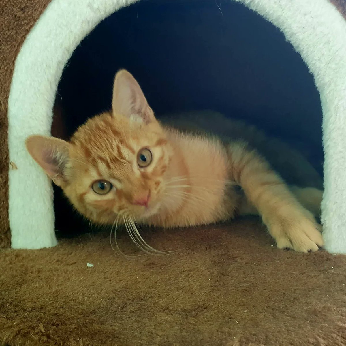 proteSegovia's tweet photo. SOL, LUNA y ESTRELLA están así de preciosos. Son 3 hermanitos muy amorosos y juguetones. Están en la edad perfecta para crecer junto a una familia . ¿No os parecen adorables? 😻😻😻

#Adopta #Difunde #Cambiavidas #kitten #adoptaungato #noco #adoptarcambiavidas #adoptacat #Segovia https://t.co/4hfhqo3z7s