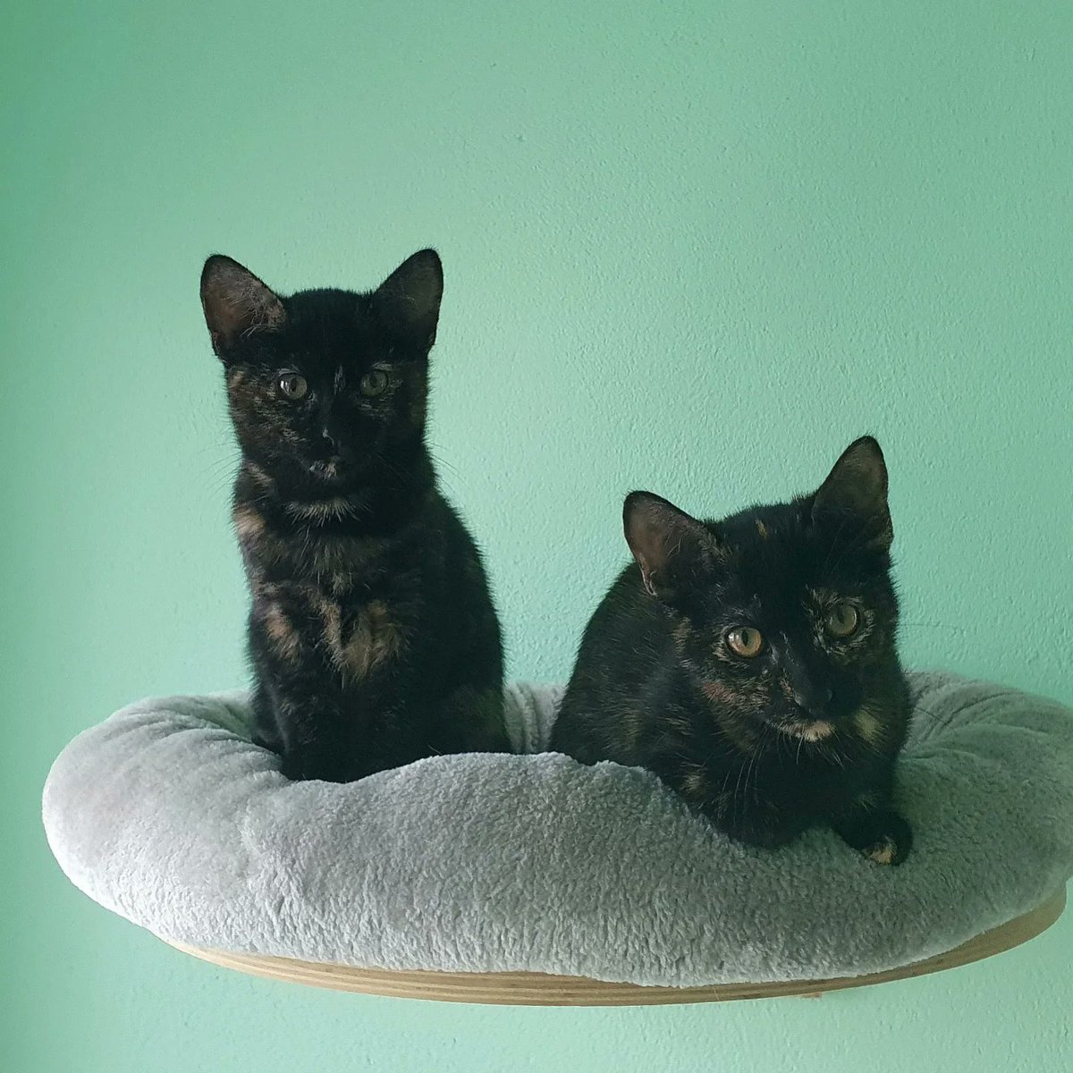 SOL, LUNA y ESTRELLA están así de preciosos. Son 3 hermanitos muy amorosos y juguetones. Están en la edad perfecta para crecer junto a una familia . ¿No os parecen adorables? 😻😻😻

#Adopta #Difunde #Cambiavidas #kitten #adoptaungato #noco #adoptarcambiavidas #adoptacat #Segovia