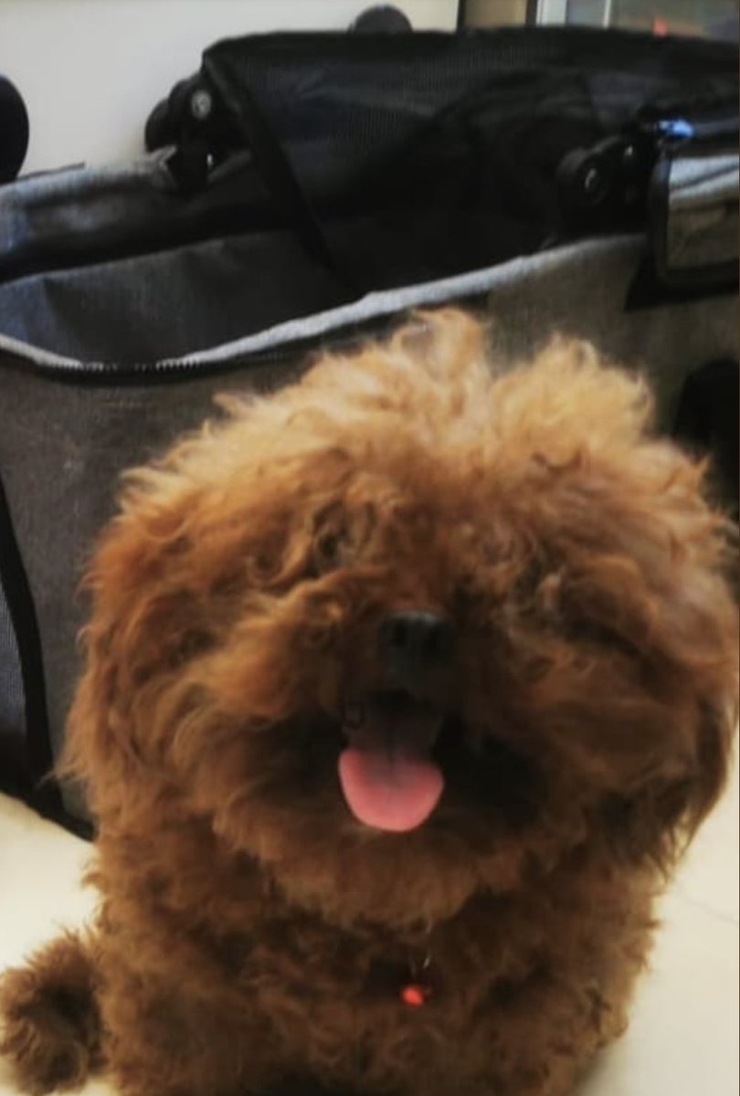 MarsJohnson118's tweet photo. @btcdotfun #savedog #DogLover Bon week-end avec mon chien:) https://t.co/pTLO6X1Thr