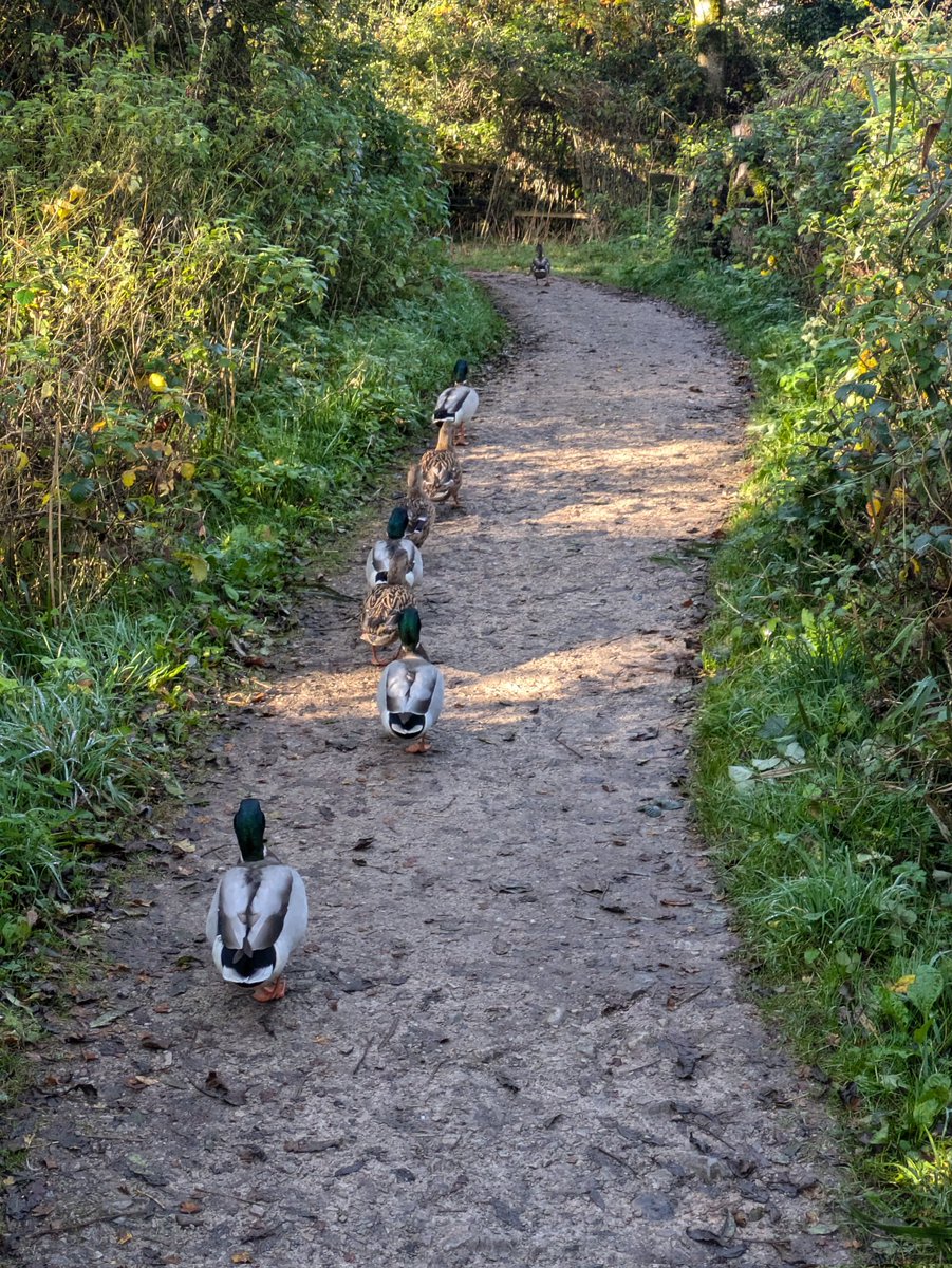 Rush hour at <a href="/RSPBLeightonM/">RSPB Leighton Moss</a>