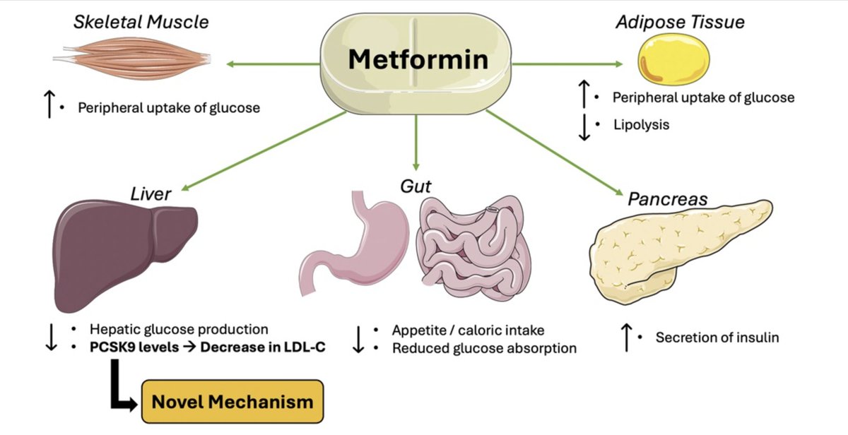Is Metformin Cardioprotective? A New Piece to the Puzzle.

Journal of Cardiovascular Pharmacology 84(2):p 155-157, August 2024.