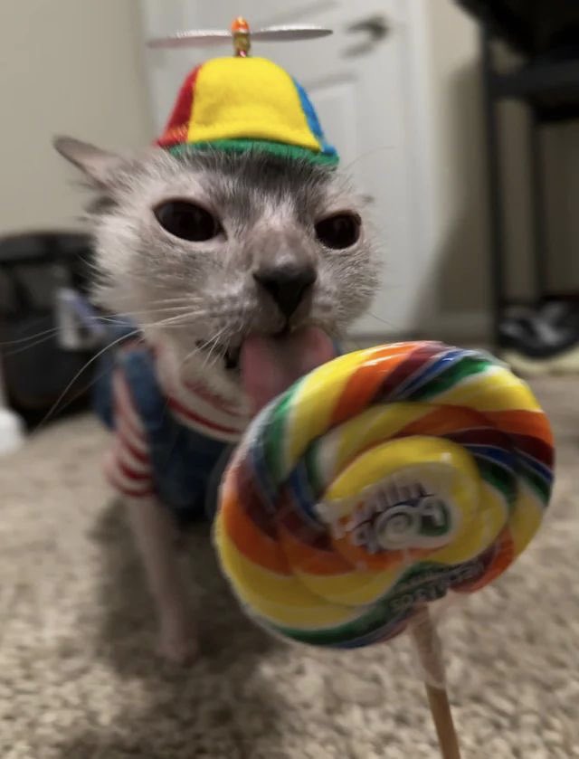 ヾCesar tweet media