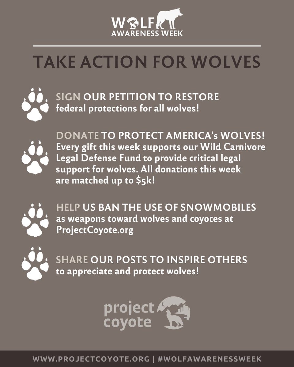 ProjectCoyote's tweet image. Take action! Donate to #ProtectAmericasWolves, help us ban the use of snowmobiles as weapons toward wolves and coyotes, and grab FLOAT.org wolf-themed apparel at ProjectCoyote.org!