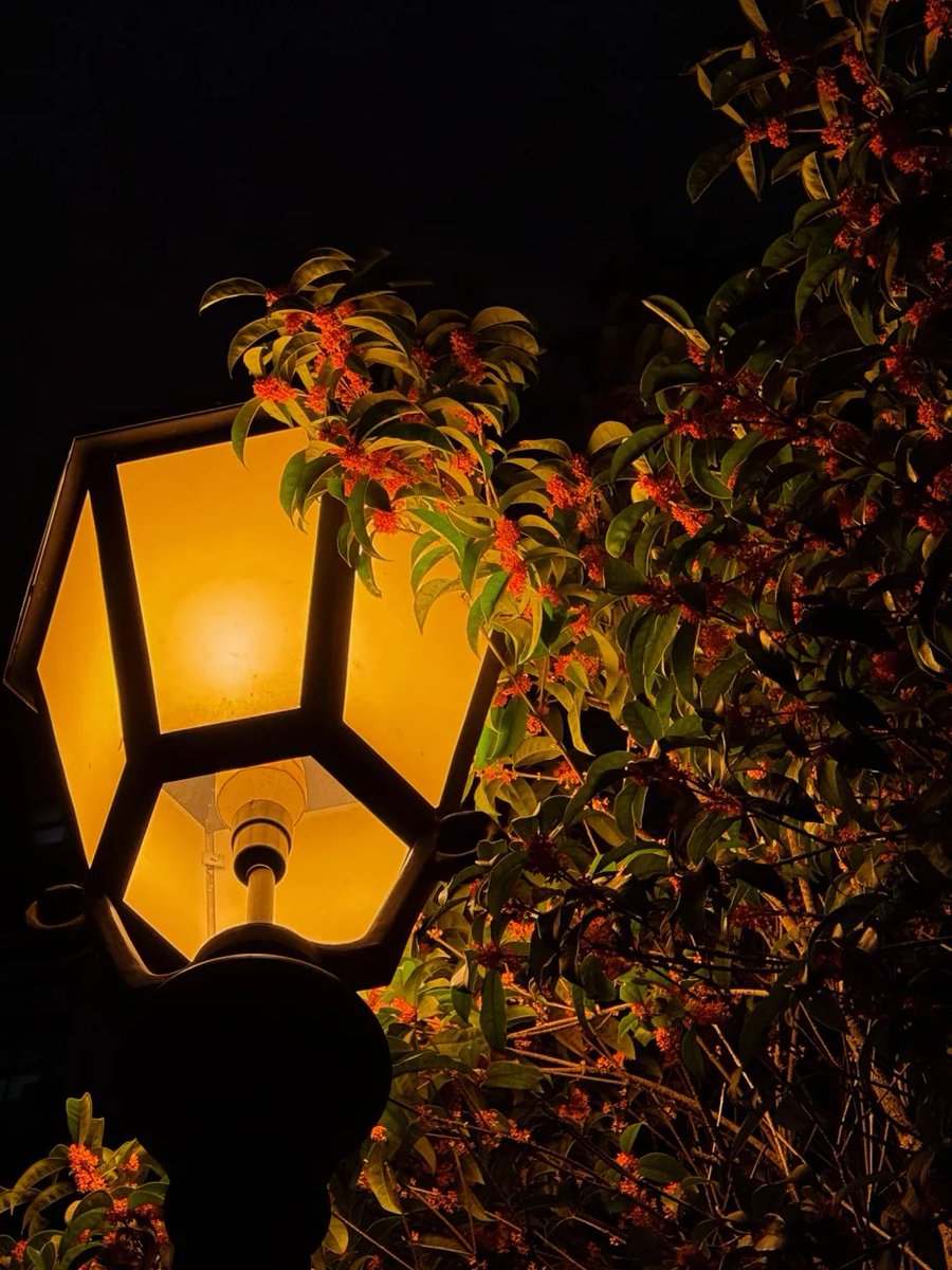 この静かな夜には、すべての悩みが忘れられます😊