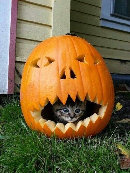 BunnieKat1962's tweet photo. MeowUp! 
Good Morning! 
Have a Purrrfect Day!
Happy 
#Caturday 
#kittens 
#cats
#Pumpkin https://t.co/7nBz2B6Fx2