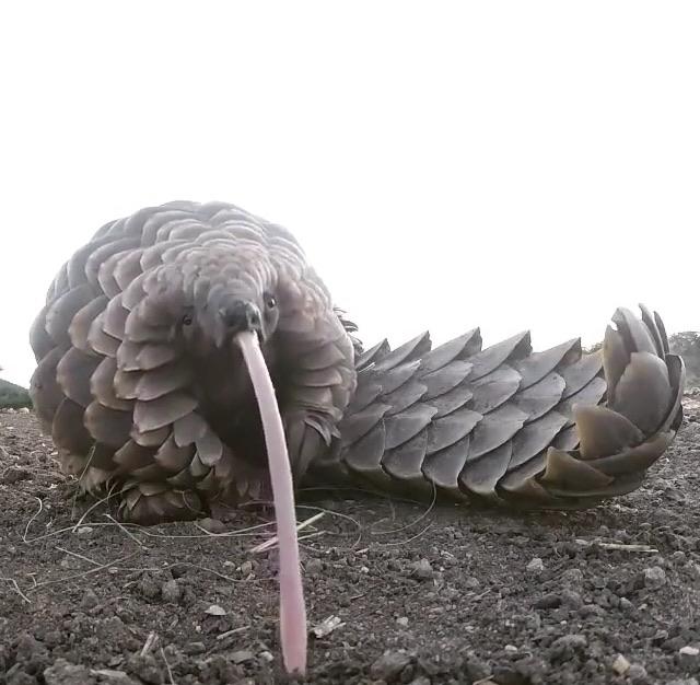 Shadoo_creeture's tweet photo. hello sir, what would you like to order today?

"Can I get uhhhhh one pangolin with extra tongue please" https://t.co/su67lwcDE8