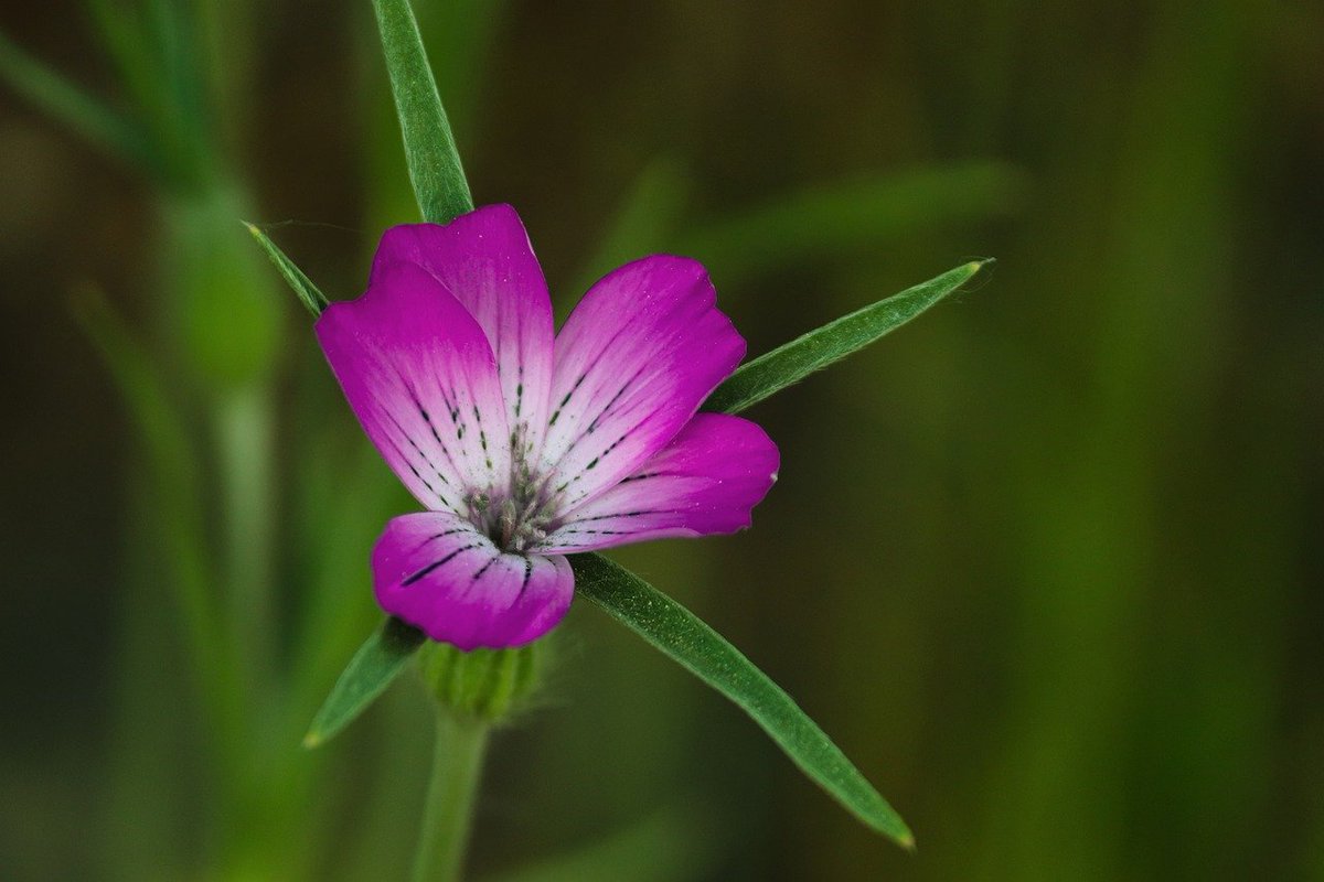 pollinaction's tweet photo. Gittaione
Corona del campo 🌺👑🌾
Il gittaione (Agrostemma githago) è una pianta erbacea alta 30-50 cm. Il colore rosa-violetto dei suoi fiori 🌺 un tempo era una visione comune nei campi...: leggi la scheda!
#LIFEprogramme #Agrostemma #Gittaione #impollinatori #api #farfalle https://t.co/JHA7u0xOX8