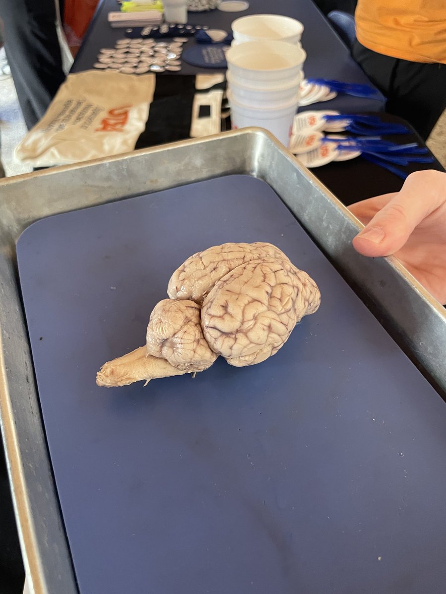UTSANeuroDevRe1's tweet image. Happening now at #UTSA day! Interested in brains, neuroscience, developmental or regenerative biology? Come see our table today!