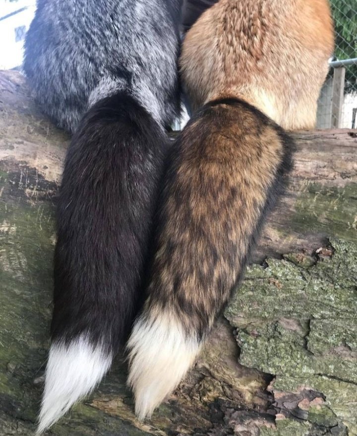 🍁 𝓣𝓱𝓮 𝓕𝓸𝔁 𝓛𝓲𝓯𝓮 🌾🦊 (@thefoxlife) on Twitter photo 