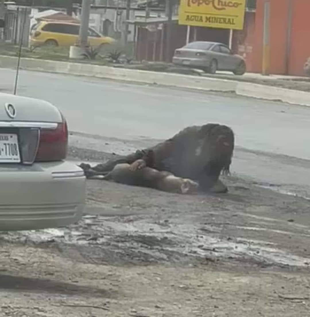 DiloConPerritos's tweet image. Una persona en situación de calle, fue captada llorandole a su perrito atropellado en la carretera a Cd. Victoria; el conductor que la atropelló, al ver que la persona era de bajos recursos, decidió irse… 

Mientras que esta persona, estuvo 20 minutos en el piso acariciando a su…