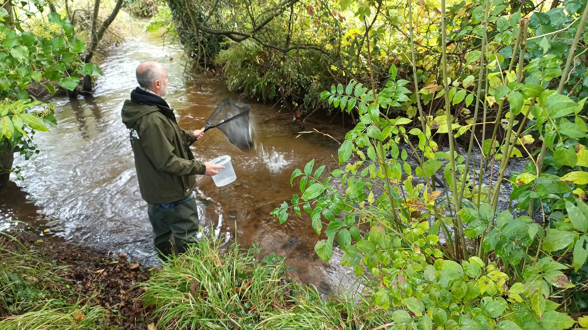 Colectivo das Pedras Galladas tweet media