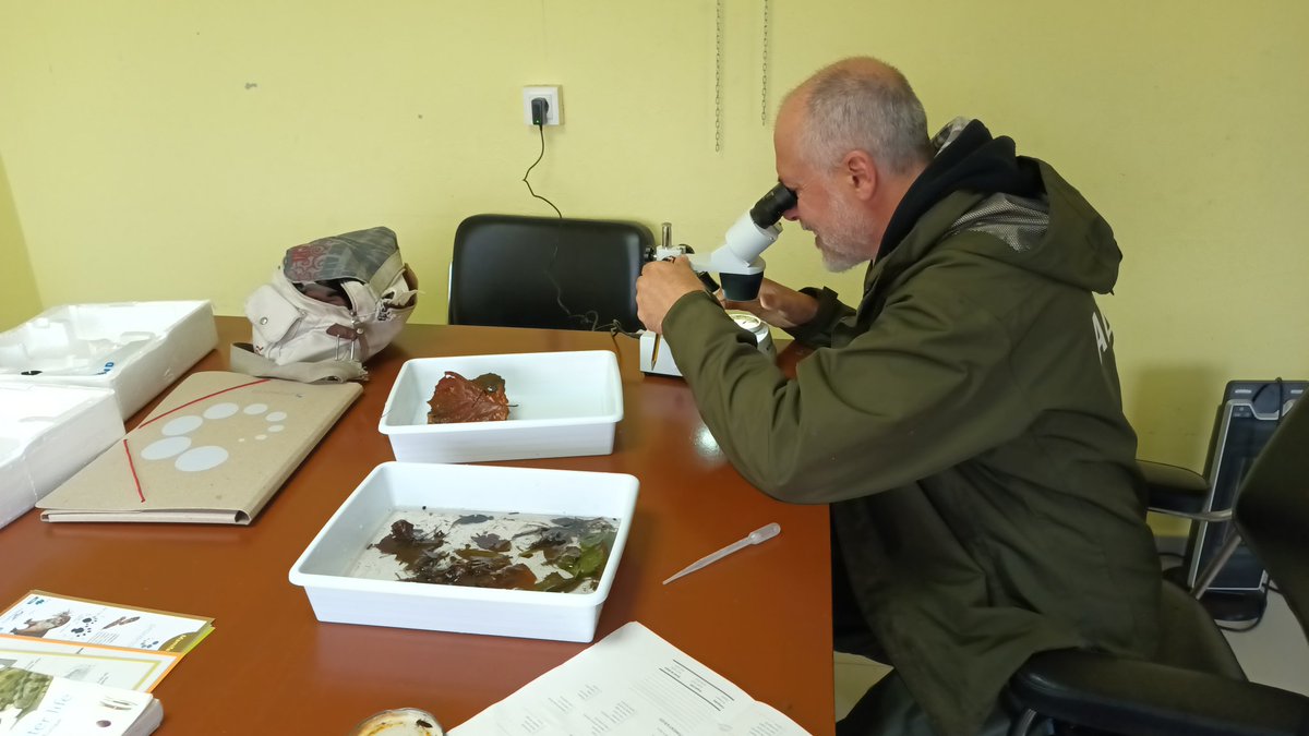 Colectivo das Pedras Galladas tweet media