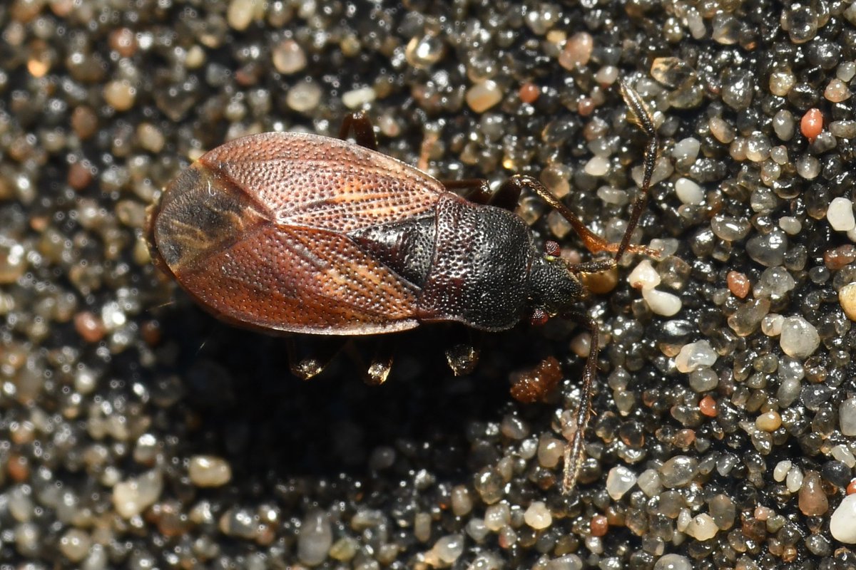 Two new additions to the garden today - Winter Semi-slug (Vitrina pellucida) and the ground bug Drymus brunneus. Both common species but very welcome 🙂 

Pontyrhyl, Bridgend, VC41