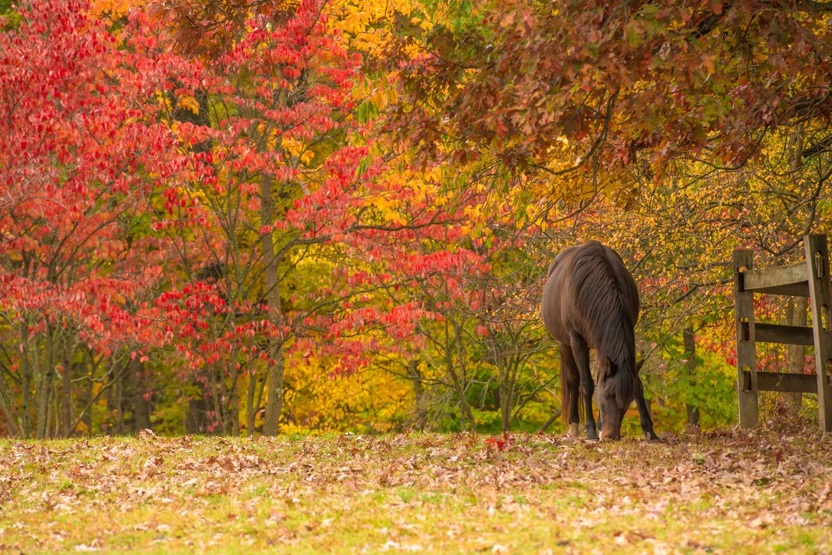 Rich autumn pastures can be risky for horses and ponies prone to weight gain and laminitis. It's not just the starch and fructans in grass that matter—it’s the total amount of these carbohydrates consumed that can trigger problems. 🐴 : bit.ly/45RXq4Q