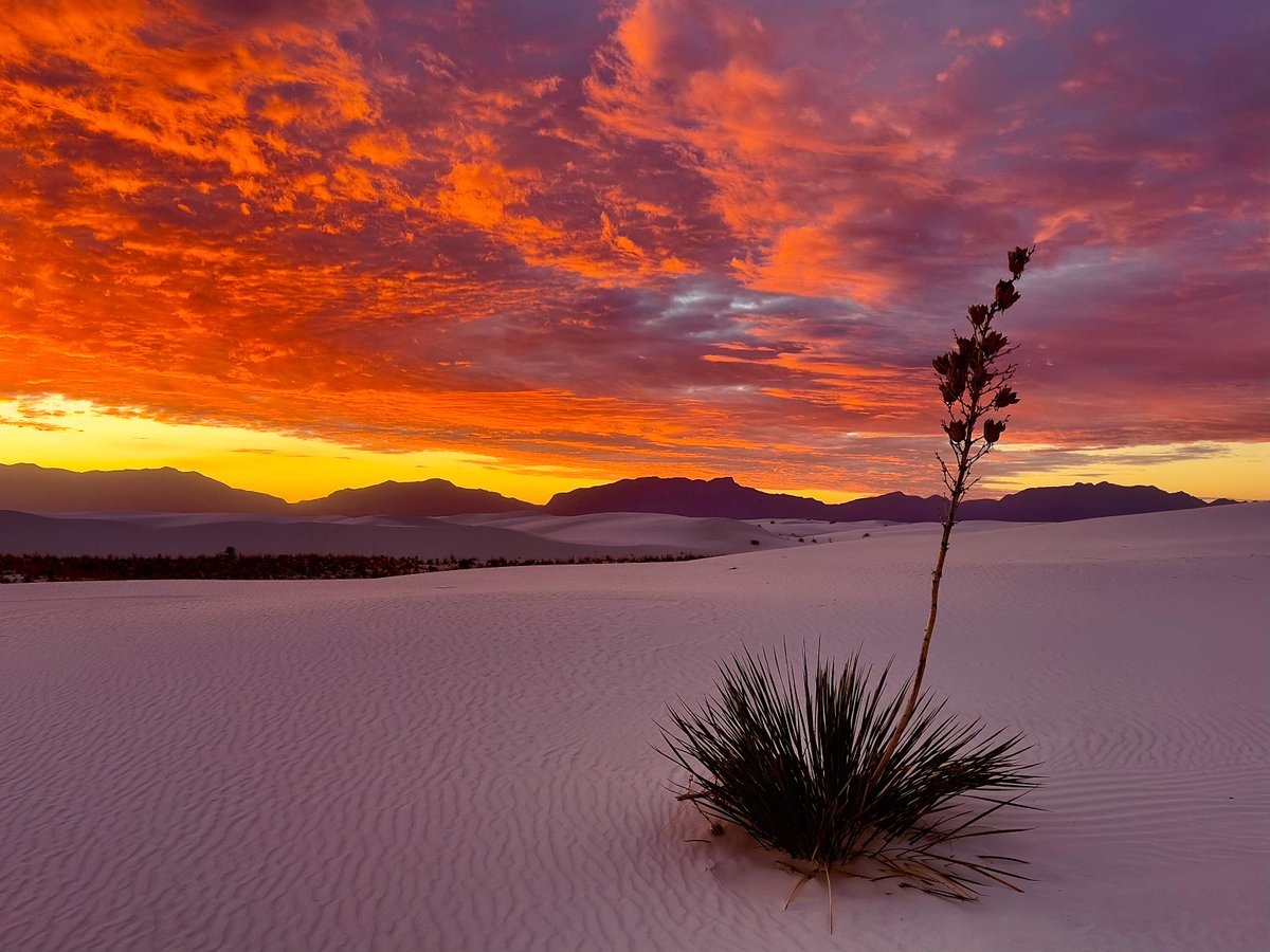 Interior's tweet photo. The brilliant white gypsum sands at White Sands National Park make a surreal and breathtaking setting, especially at sunrise and sunset, when the light reflects off the dunes, painting the landscape in warm hues.  

Photo by Raghuveer Makala https://t.co/LwM4PIMRtg