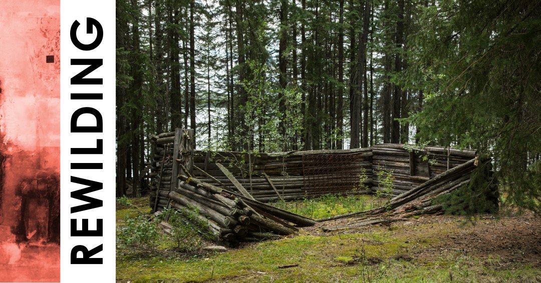 🌲 Rewilding: The Forest Will Forget Us is on now until Dec 20 at #VernonPublicArtGallery! Explore nature’s resilience. #NatureArt #VernonEvents