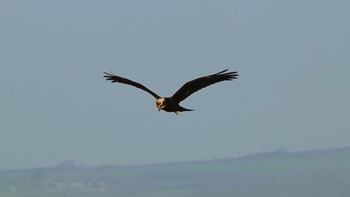 Welsh_Nature_Lady 🏴 tweet media