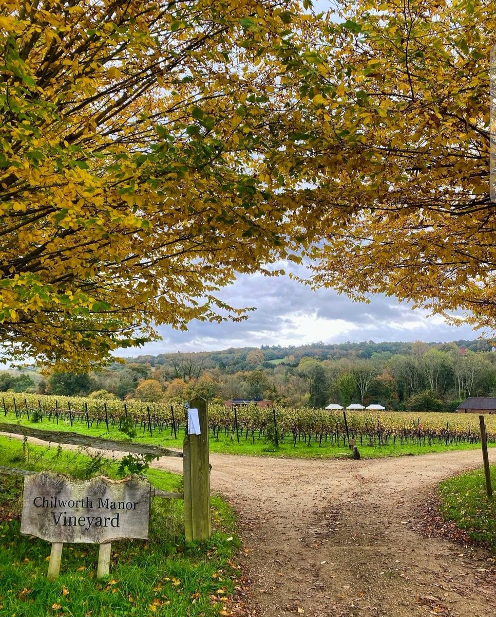 An autumnal welcome at <a href="/Chilworthwines/">Chilworth Manor Vineyard</a>, which is found just off the <a href="/NorthDownsWayNT/">North Downs Way</a> on the slopes between Chilworth village and the iconic St Martha's Hill. 🍂🥂✨️

surreyhillsvineyards.co.uk/meet-the-produ…

📸 Lorna Robinson Photography
