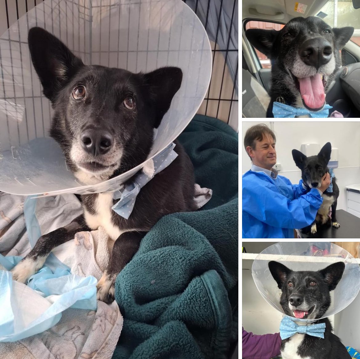 Dogs 4 Rescue tweet media