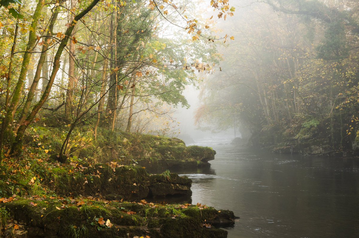 Daniel Toal tweet media