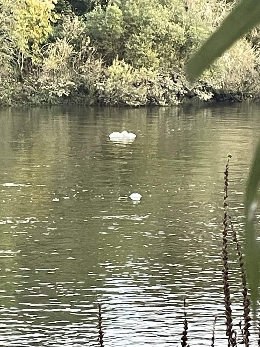 T Wardhaugh tweet media