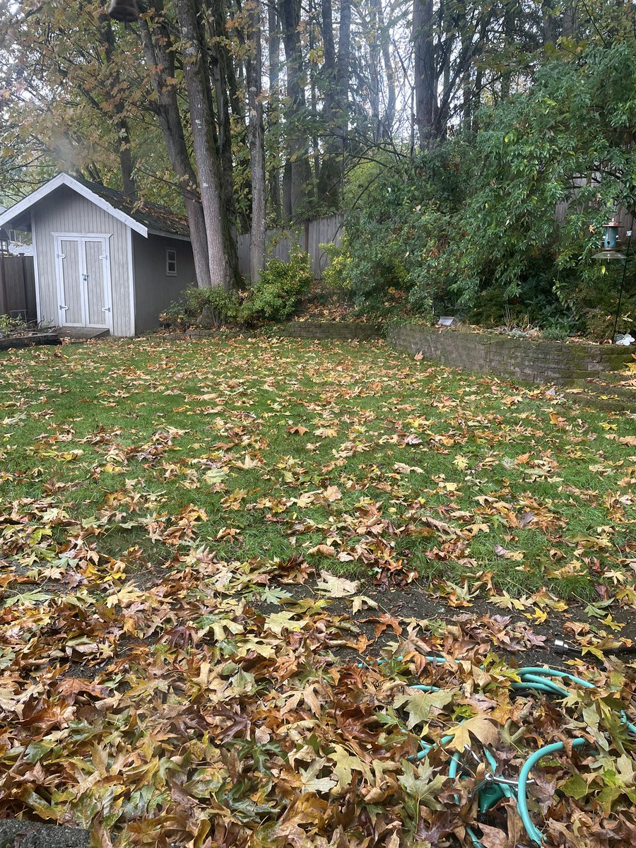 I think one of my favorite Fall traditions is filling the yard waste container to the brim with leaves, then waking up the next morning like it never happened.