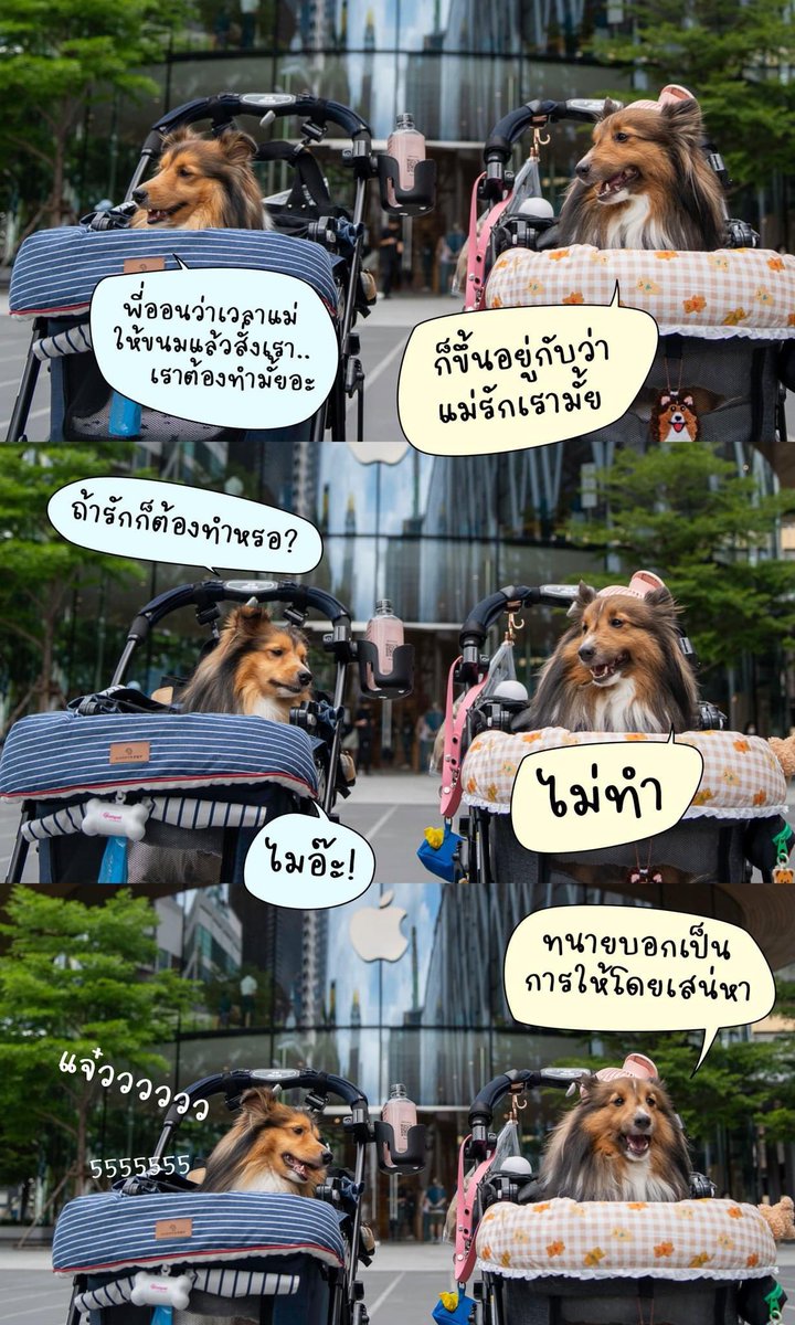 ผู้ปกครองไม่ควรปล่อยหมาที่สนิทกันแล้วให้นั่งคุยกันตามลำพัง 🙄