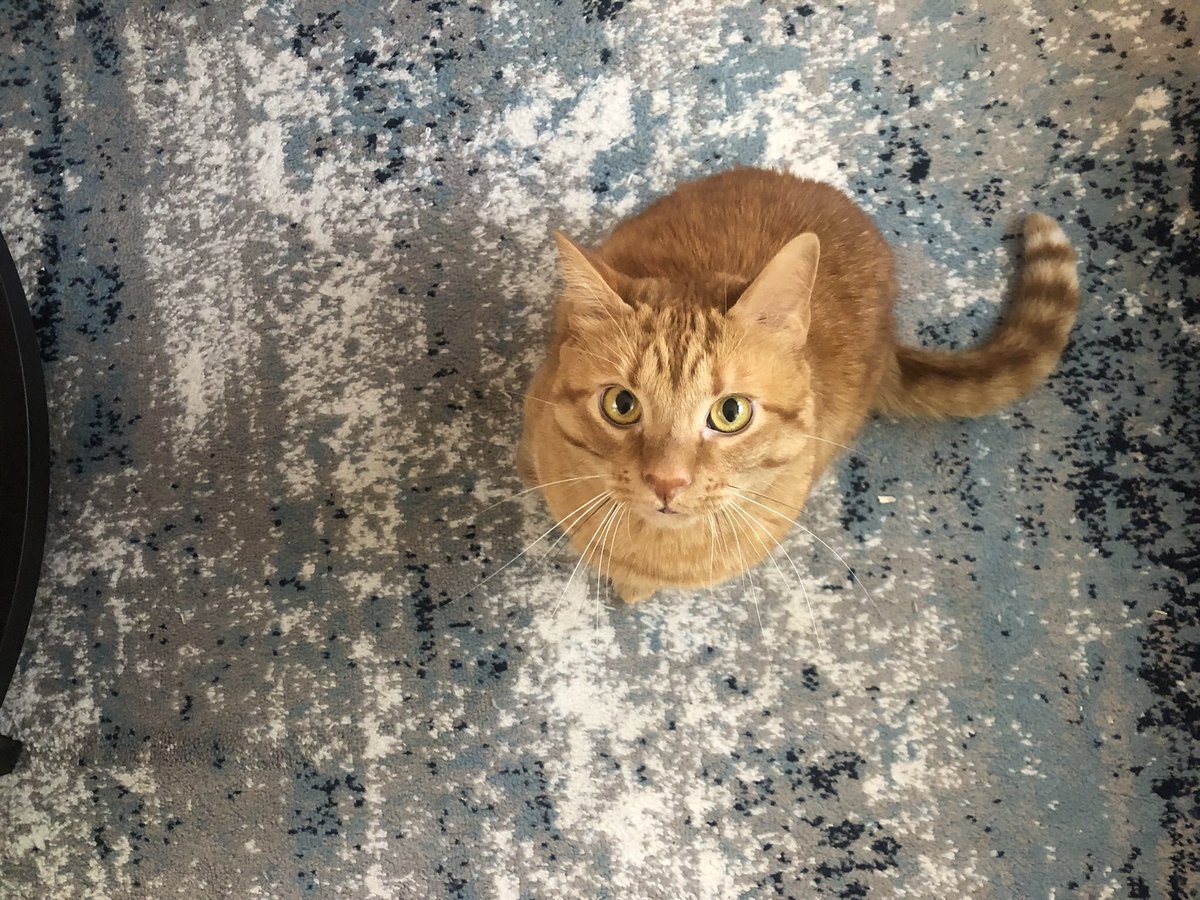 @serenitycarr.bsky.social tweet media