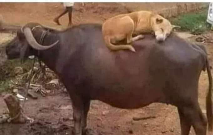 इतनी सुविधा देने के बाद भी कुत्तों को लगता है कि वह भारत में असुरक्षित हैं...😏