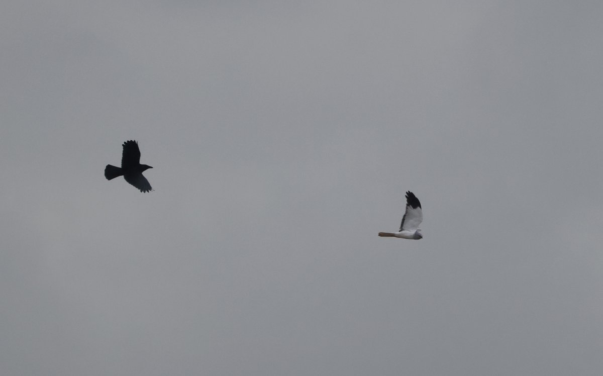 plodingbirder's tweet image. Dungeness: Male Hen Harrier being escorted out to sea by a Crow this morning.