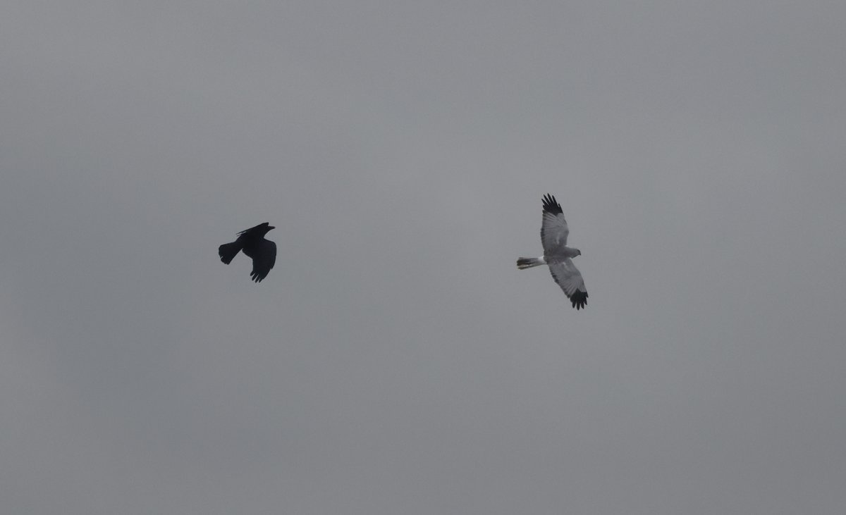 plodingbirder's tweet image. Dungeness: Male Hen Harrier being escorted out to sea by a Crow this morning.