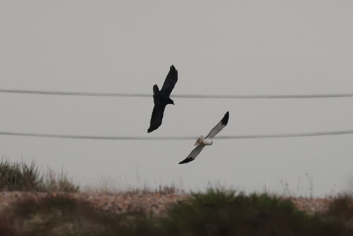 plodingbirder's tweet image. Dungeness: Male Hen Harrier being escorted out to sea by a Crow this morning.
