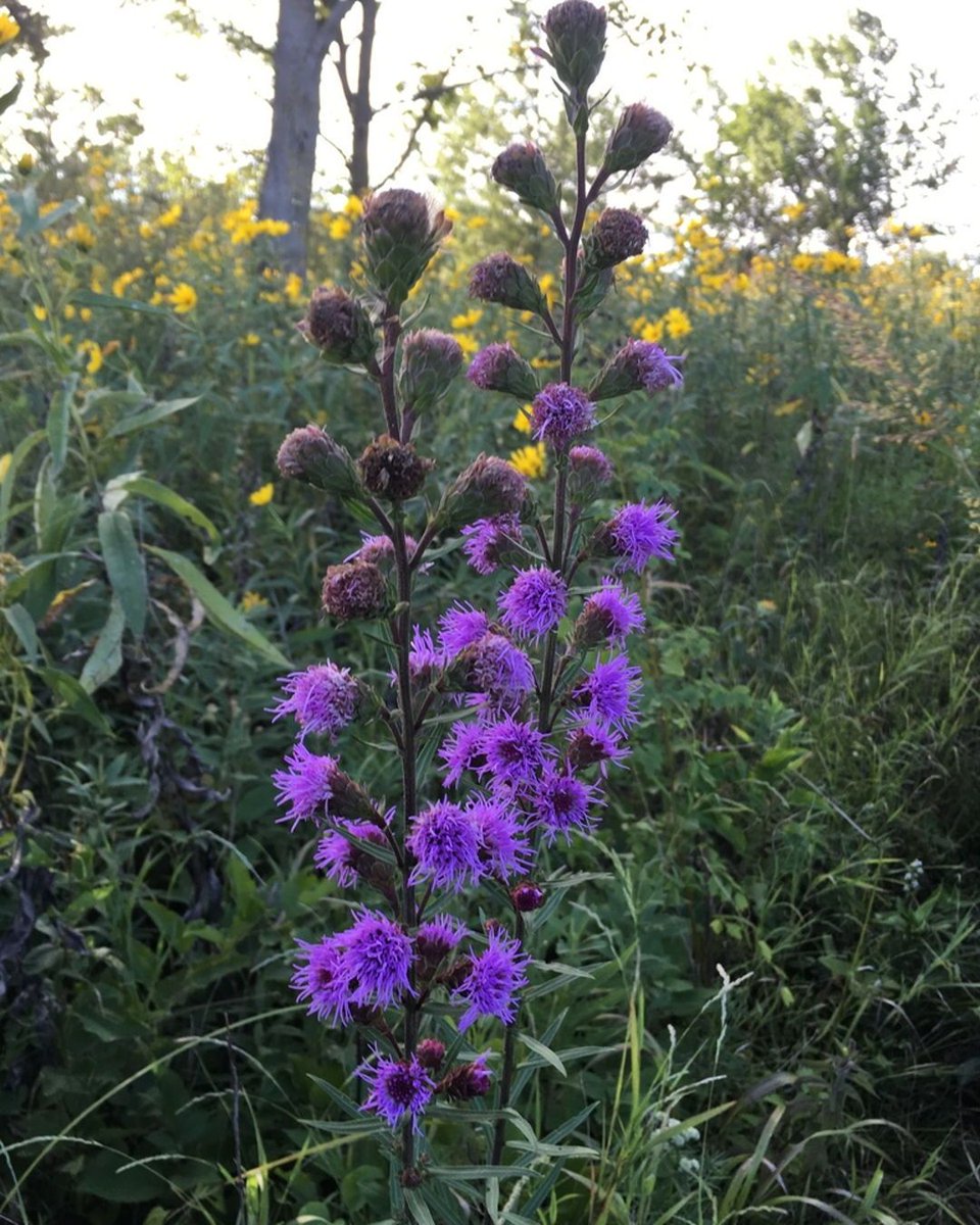 Liatris scariosa, commonly known as Northern Blazing Star or Devil's Bite, is a striking perennial wildflower native to the eastern United States.  (photo by Katie L. Miller)

#nativeplants #wildflowers #floraandfauna #botanicalbeauty #naturelovers #biodiversity #ecosystem